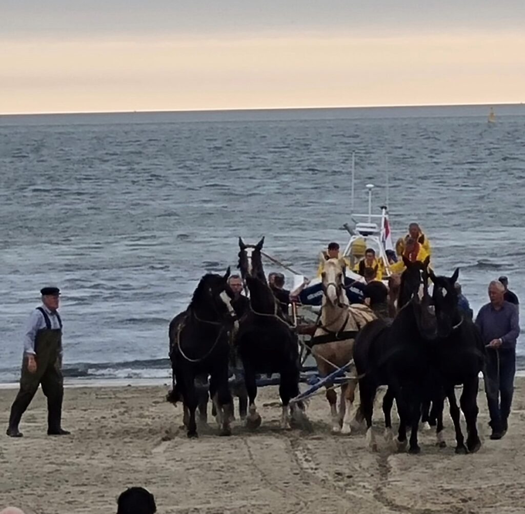 weekend Ameland - paarden