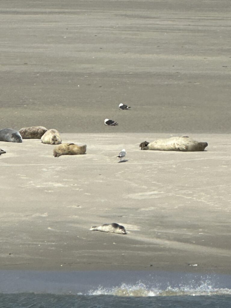 zeehonden Ameland
