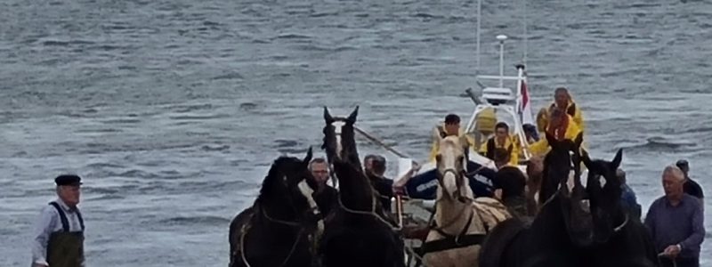 weekend Ameland - paarden